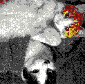 Roosevelt and Trotsky