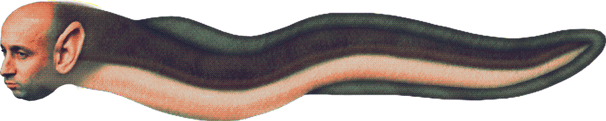 Miller eel