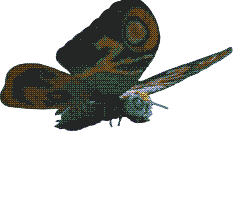 Mothra