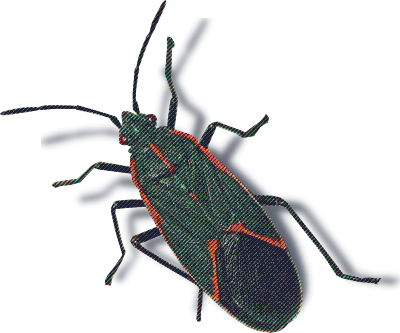 boxelder bug