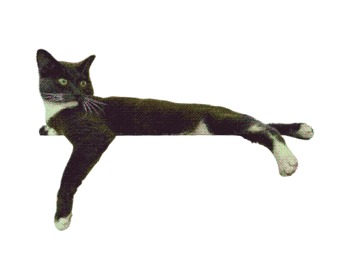 Orson, my soul cat and your link back home