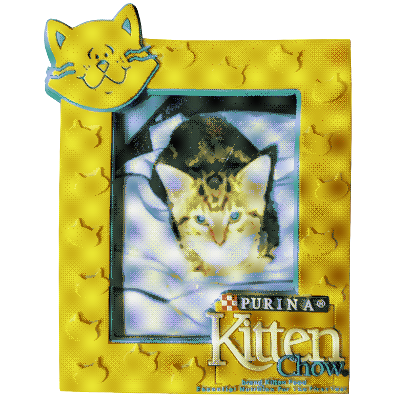 Tiger as a kitten